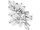 Oak of Palestine (Quercus pseudo-coccifera), leaves and acorns. Oak trees are in Gen.35.8, 1Chron.10.12, Josh.24.26, 2Sam.18.9-14. `Oak of Bashan` in Is.2.13, Ezek.27.6, Zech.11.2 is probably Quercus aegilops.